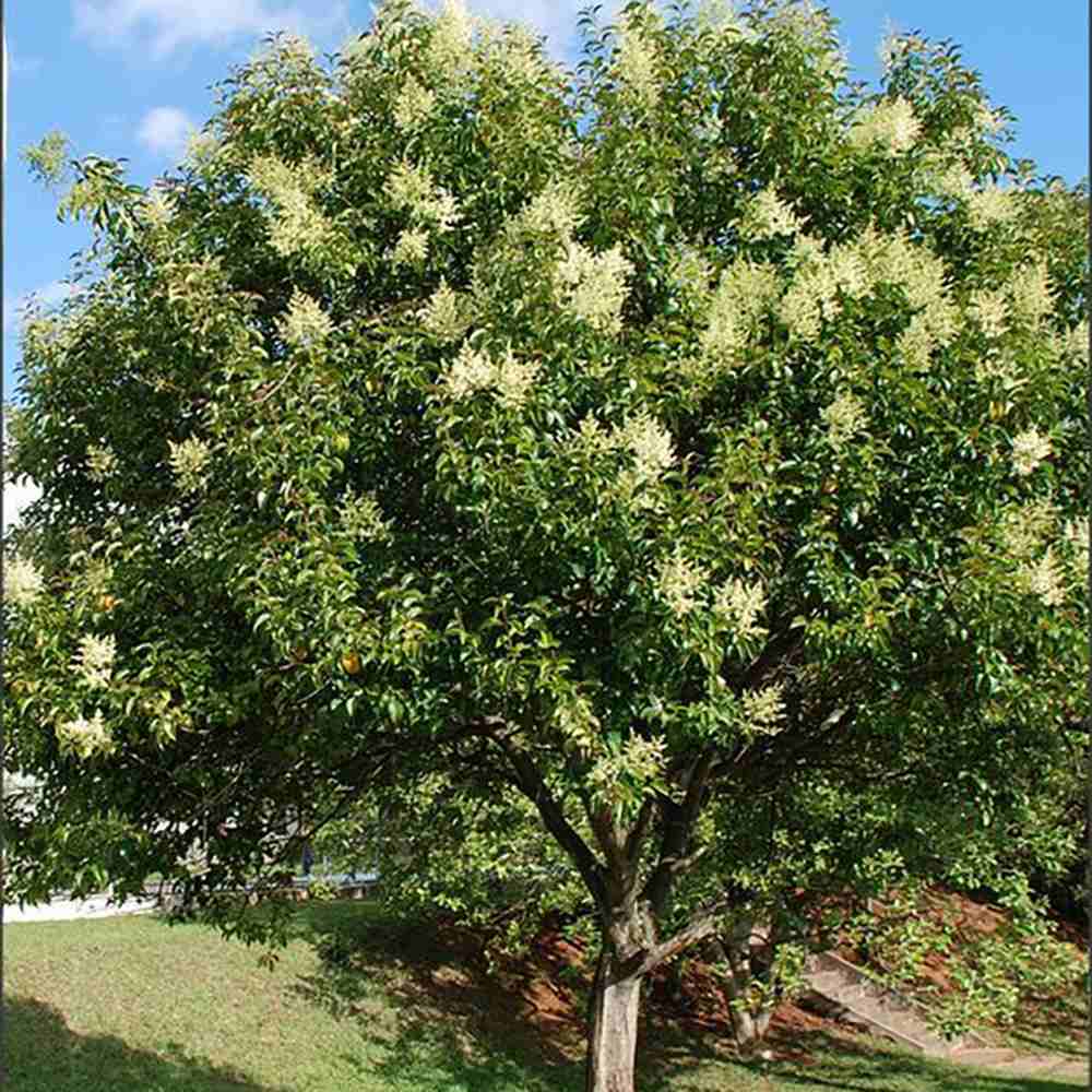 Lemn Cainesc Copac Tricolor, cu frunze verde-alb si roz - VERDENA-Tulpina de 120 cm inaltime, livrat in ghiveci de 8 l