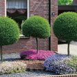 Black Friday - Reduceri Lemn Cainesc Ligustrum Delavayanum- Tip Copac Promotie