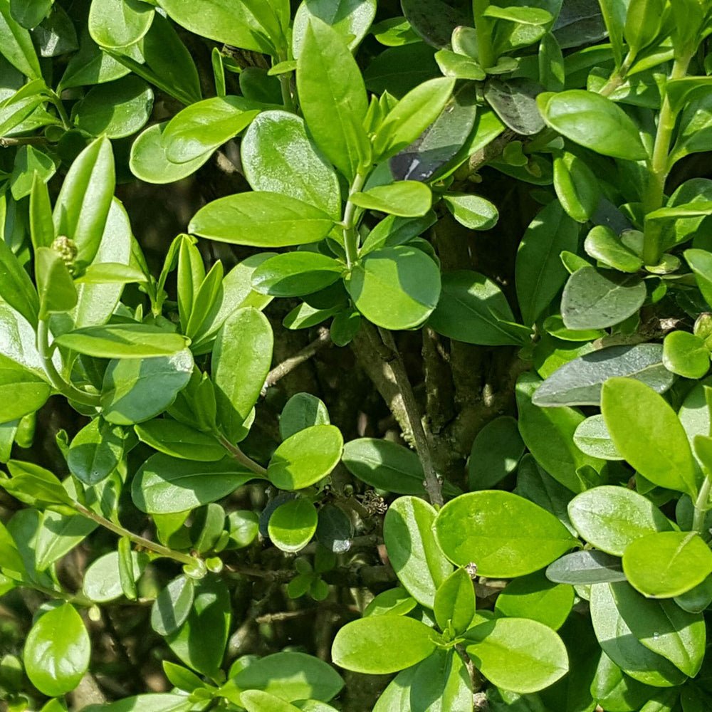 Lemn cainesc (Ligustrum vulgare) - VERDENA-50+ cm inaltime livrat in ghiveci de 3 L