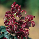 Leucothoe Curly Red, 25-30 cm inaltime, in ghiveci de 2L
