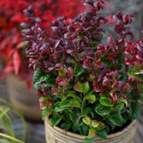 Leucothoe Curly Red, cu frunze rosu-inchis