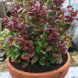 Leucothoe Curly Red - VERDENA-25-30 cm inaltime, in ghiveci de 2L