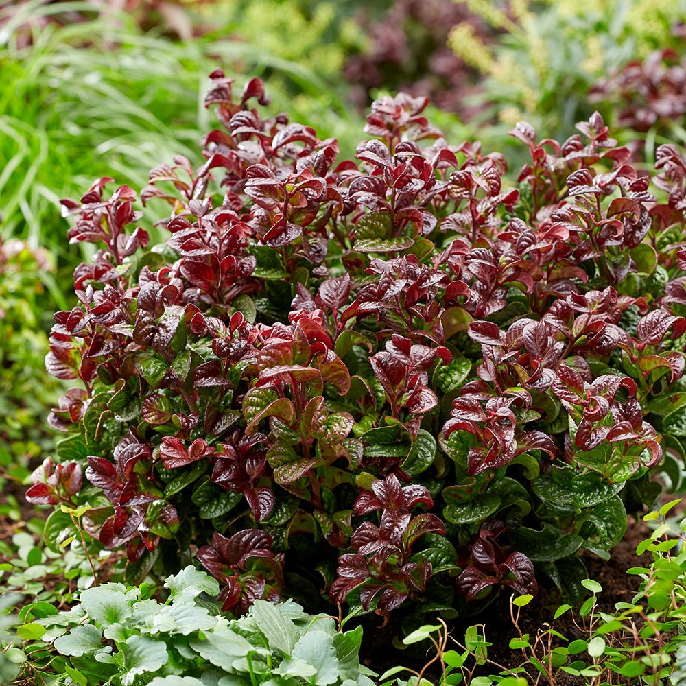 Leucothoe Curly Red - VERDENA-25-30 cm inaltime, in ghiveci de 2L