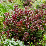 Leucothoe Curly Red, cu frunze rosu-inchis