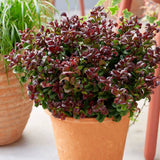 Leucothoe Curly Red - VERDENA-25-30 cm inaltime, in ghiveci de 2L