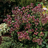 Leucothoe Curly Red, cu frunze rosu-inchis