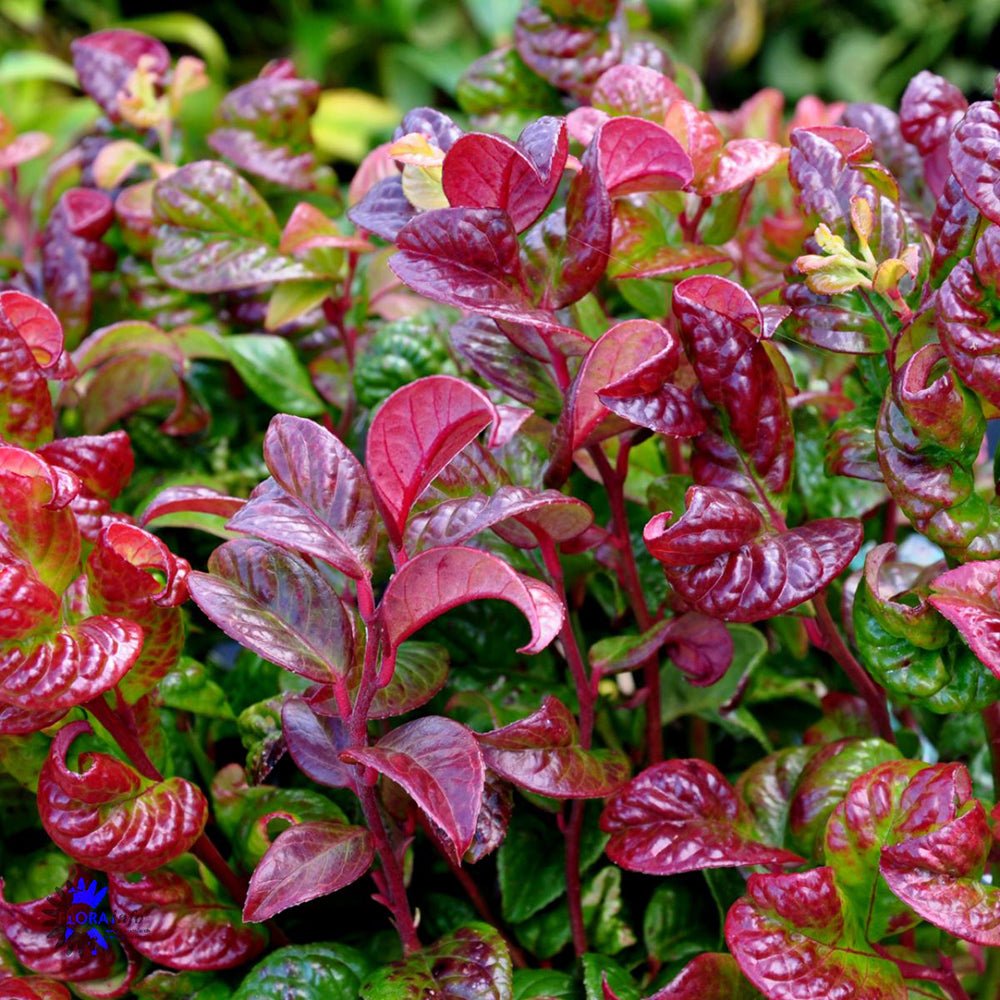 Leucothoe Curly Red, cu frunze rosu-inchis