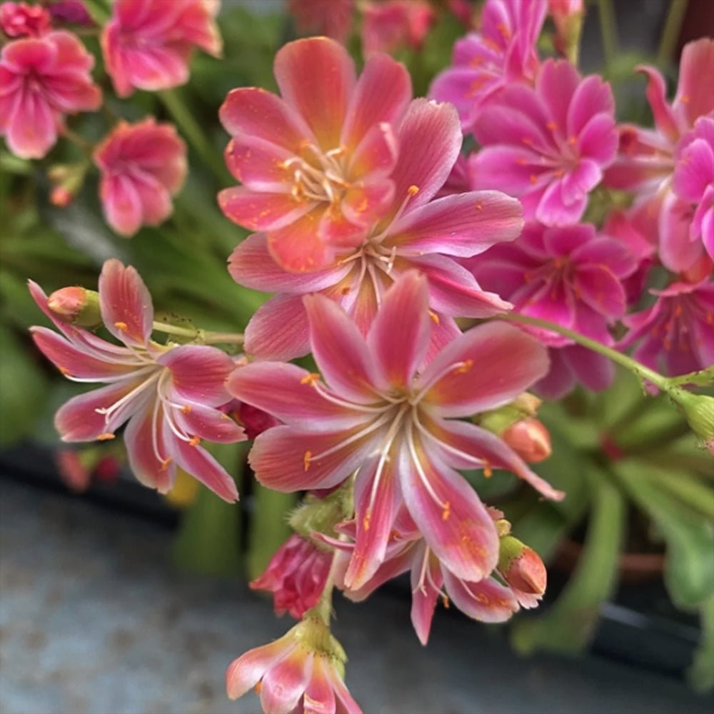 Lewisia cotyledon Coral Pink