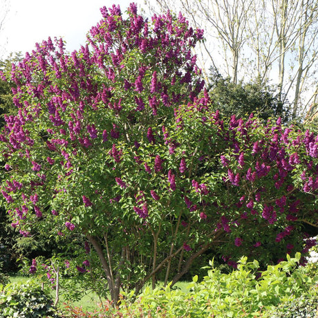 Liliac Andenken An Ludwig Spaeth (Syringa), cu flori purpurii-inchis si parfum seducator