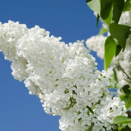 Liliac (Syringa) Copac Beauty of Moscow, cu Flori albe