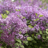 Liliac Bloomerang Dark Purple, 60-70 cm inaltime, in ghiveci de 7.5L