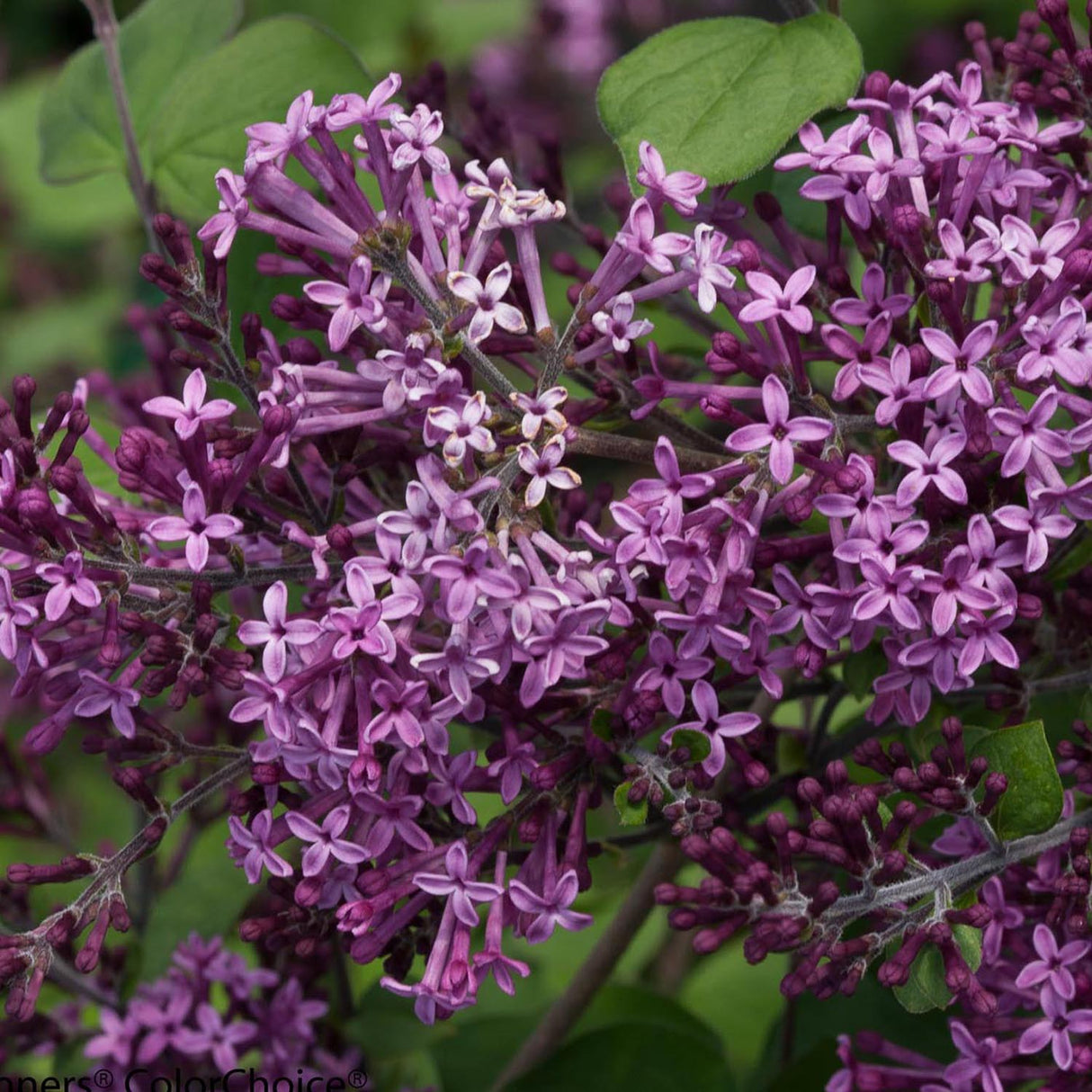 Liliac Bloomerang Dark Purple, 60-70 cm inaltime, in ghiveci de 7.5L
