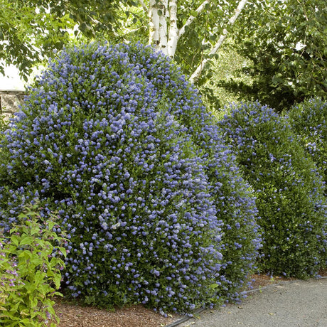 Liliac californian Victoria - VERDENA-30-40 cm inaltime livrat in ghiveci de 5 L