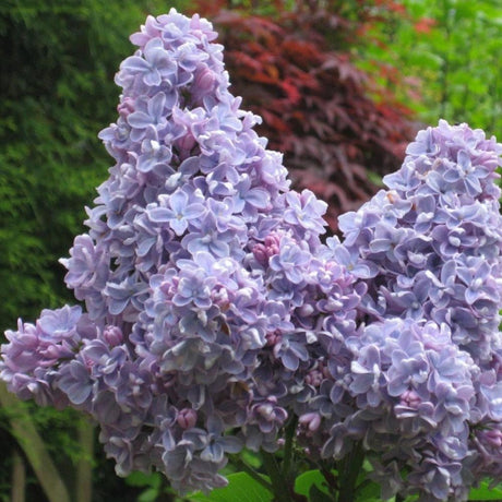 Black Friday - Reduceri Liliac albastru-violet Carpe Diem (Syringa) Promotie