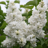 Liliac copac alb Madame Lemoine (Syringa) - VERDENA-Tulpina de 90 cm inaltime, livrat in ghiveci de 10 l