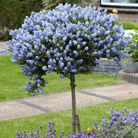 Liliac copac californian vesnic verde Victoria, cu Flori albastre - VERDENA-Tulpina de 90 cm inaltime, livrat in ghiveci de 13 l