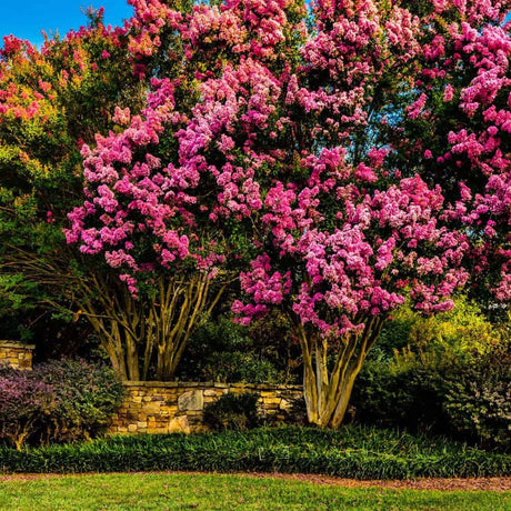Liliac copac Indian Rhapsody In Pink - Tip Copac - VERDENA-Tulpina de 80 cm, livrat in ghiveci de 7.5 l