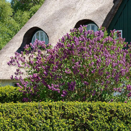 Liliac (Syringa) Copac Charles Joly, cu Flori mov-inchis