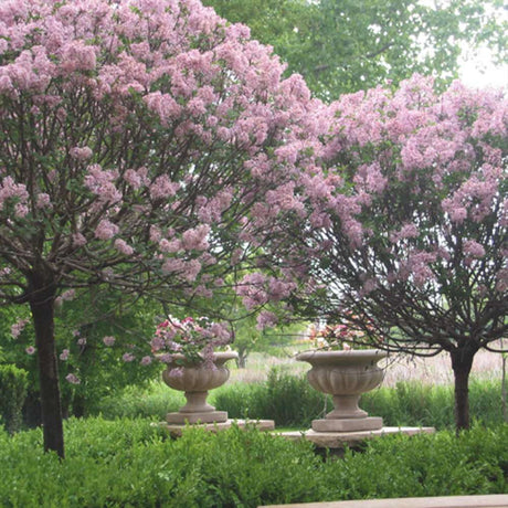 Liliac copac roz-deschis Vulgaris (Syringa) - VERDENA-Tulpina de 80 cm inaltime, livrat in ghiveci de 7.5 l