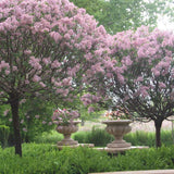 Liliac copac roz-deschis Vulgaris (Syringa) - VERDENA-Tulpina de 80 cm inaltime, livrat in ghiveci de 7.5 l
