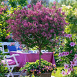 Liliac copac roz Pink Perfume (Syringa) - VERDENA-Tulpina de 120 cm inaltime livrat in ghiveci de 7.5 L
