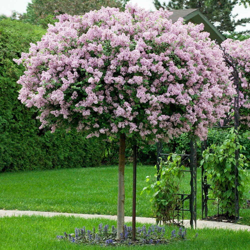 Liliac copac violet-deschis Josikaea (Syringa) - VERDENA-Tulpina de 60 cm inaltime, livrat in ghiveci de 5 l
