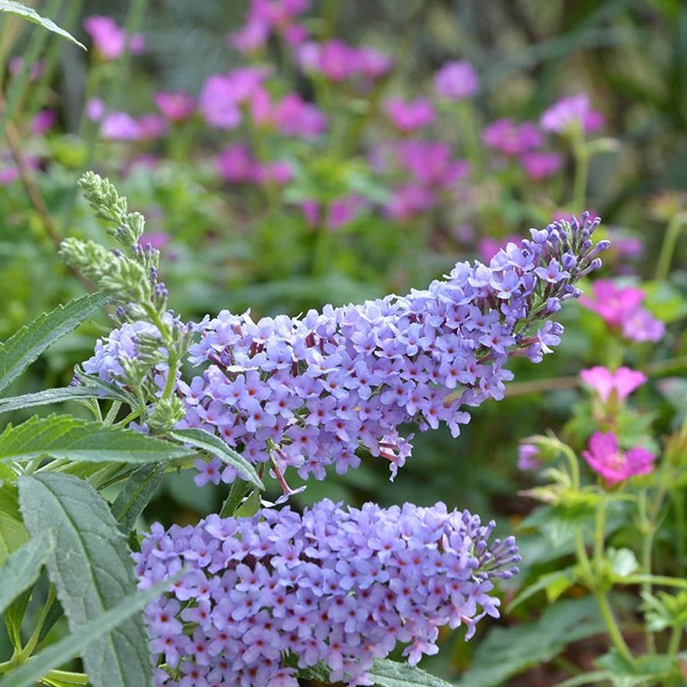 Liliac de vara albastru Buzz Skyblue (Buddleja) - VERDENA-Livrat in ghiveci de 3 l