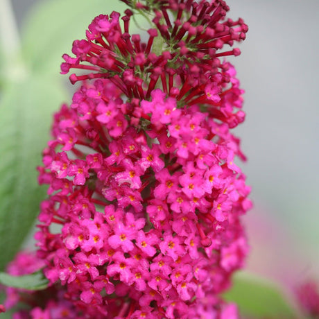Liliac de Vara Miss Ruby (Buddleja)