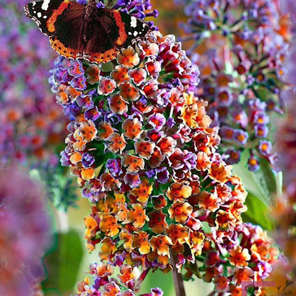 Liliac de Vara portocaliu - roz si mugurii albastri Flower Power (Buddleja) - VERDENA-50-60 cm inaltime, livrat in ghiveci de 3 l