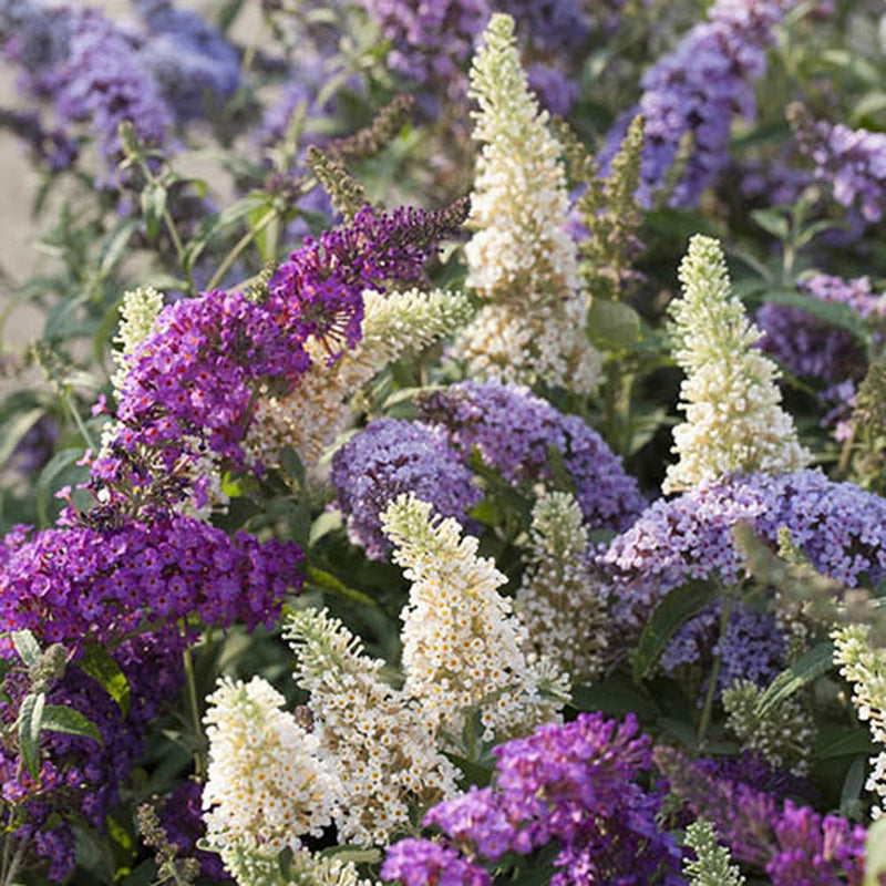 Liliac de Vara Tricolor- Parfum dulce (Buddleja) - STOC LIMITAT - VERDENA-30-40 cm inaltime, livrat in ghiveci de 3 l