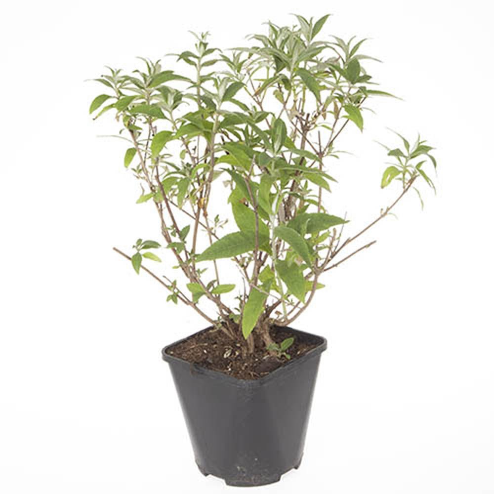 Liliac de Vara Tricolor- Parfum dulce (Buddleja) - STOC LIMITAT - VERDENA-30-40 cm inaltime, livrat in ghiveci de 3 l