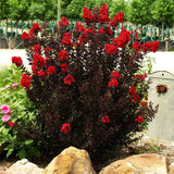 Liliac Indian Crimson Red, cu flori rosii - VERDENA-30-40 cm inaltime, livrat in ghiveci de 2 l