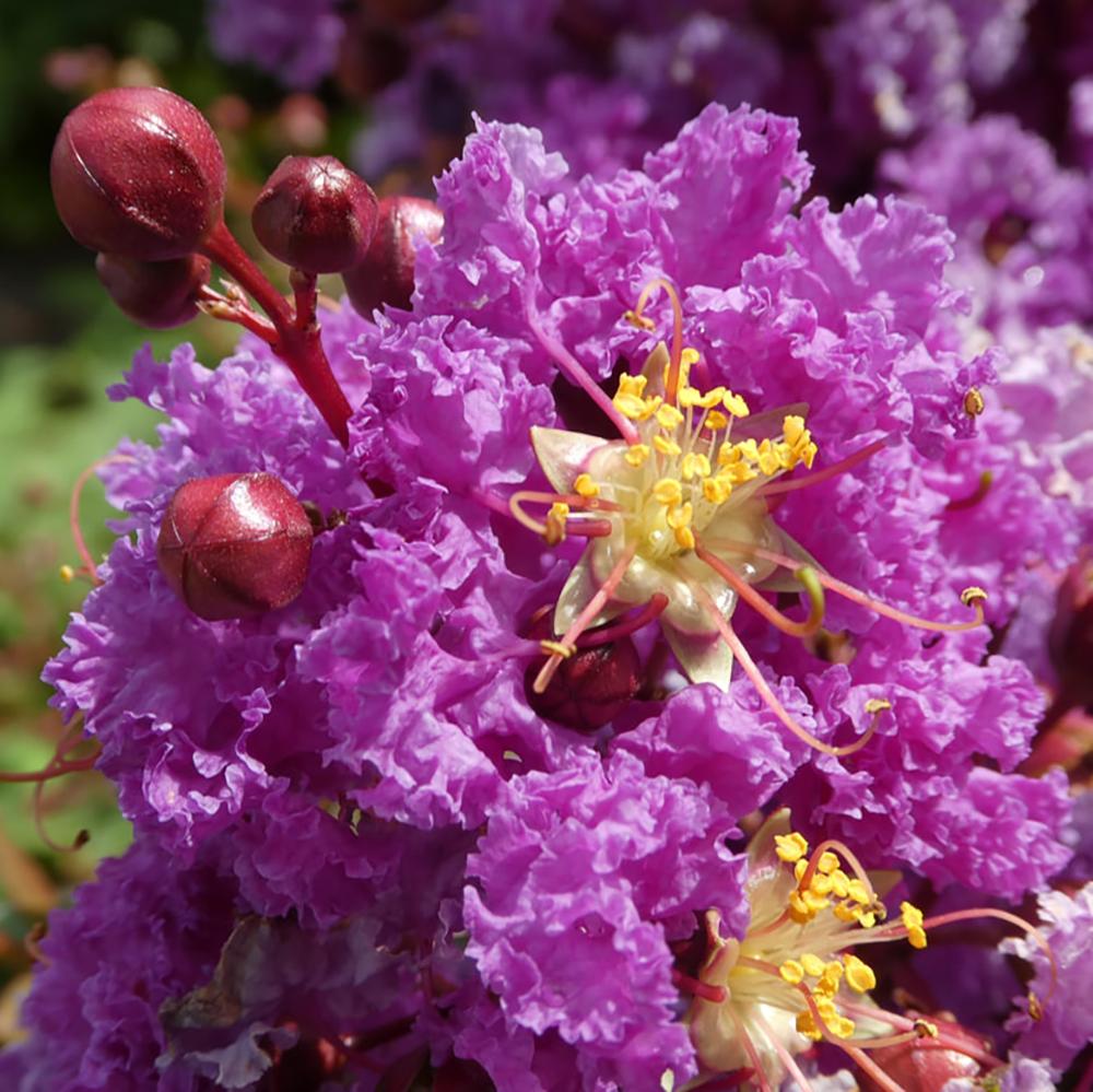 Liliac Indian rosu-maroniu Petite Orchidee