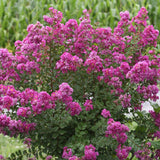 Liliac indian Violet d'Ete, 35-45 cm la livrare, in ghiveci de 2 L