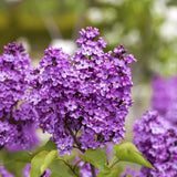 Liliac mov-violet Ruhm Von Horstenstein (Syringa) - VERDENA-50-60 cm inaltime, livrat in ghiveci de 4.5 l