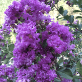 Liliac Purple Magic - VERDENA-40-50 cm inaltime livrat in ghiveci de 5 L