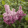 Liliac Redwine, 70-  90 inaltime, in ghiveci de 10L