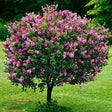 Black Friday - Reduceri Liliac (Syringa) Copac Sensation, cu Flori violet-inchis si alb Promotie