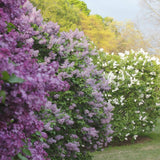 Black Friday - Reduceri Liliac (Syringa) Belle de Nancy, cu Flori roz-pal-violet Promotie