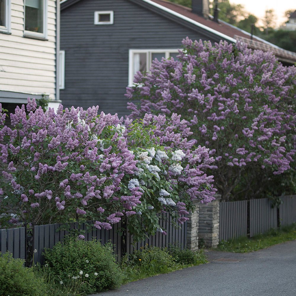 Black Friday - Reduceri Liliac (Syringa) Belle de Nancy, cu Flori roz-pal-violet Promotie