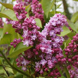 Black Friday - Reduceri Liliac (Syringa) Belle de Nancy, cu Flori roz-pal-violet Promotie