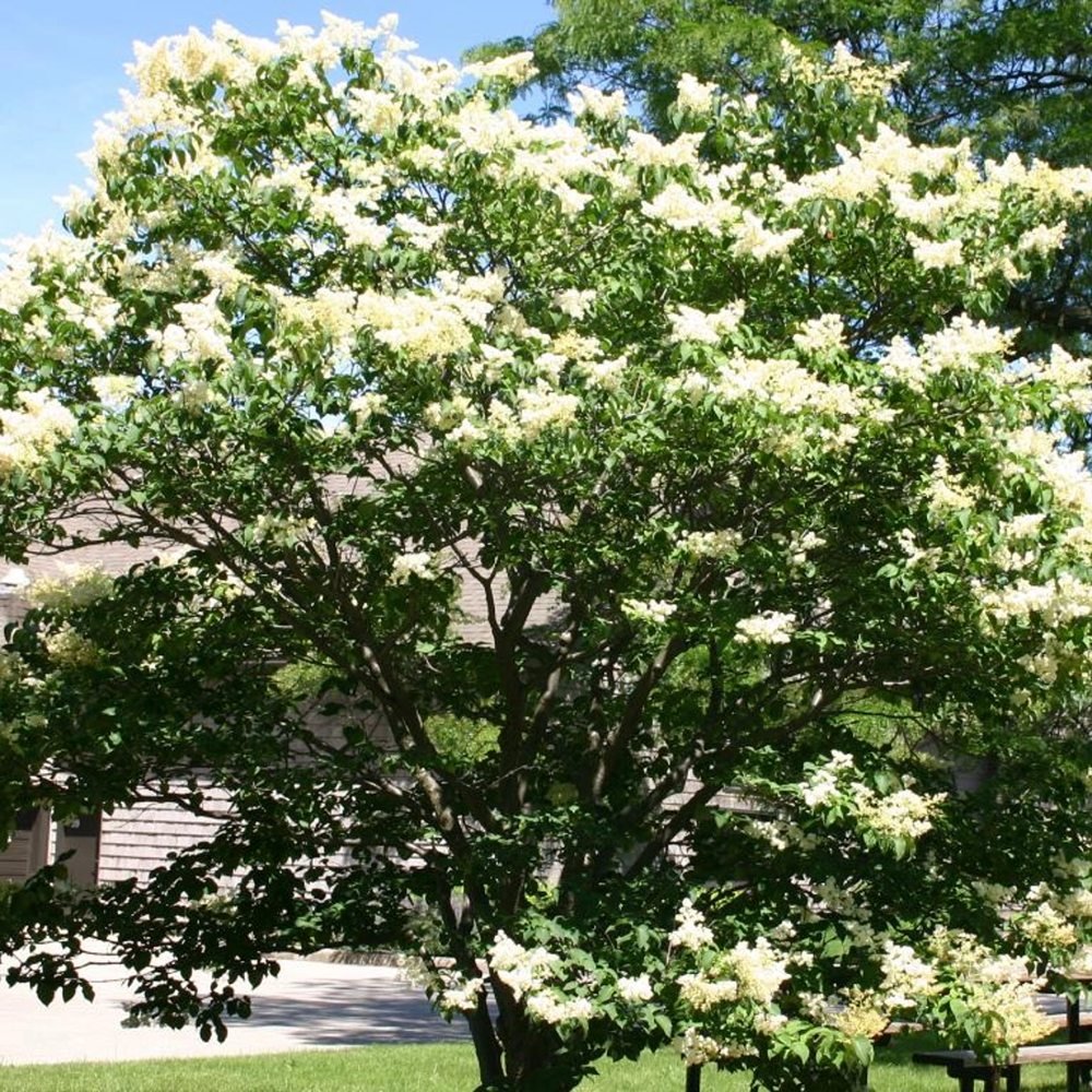Liliac (Syringa) Copac Agnes Smith, cu Flori Albe - VERDENA-Tulpina de 80 cm inaltime, livrat in ghiveci de 10 l