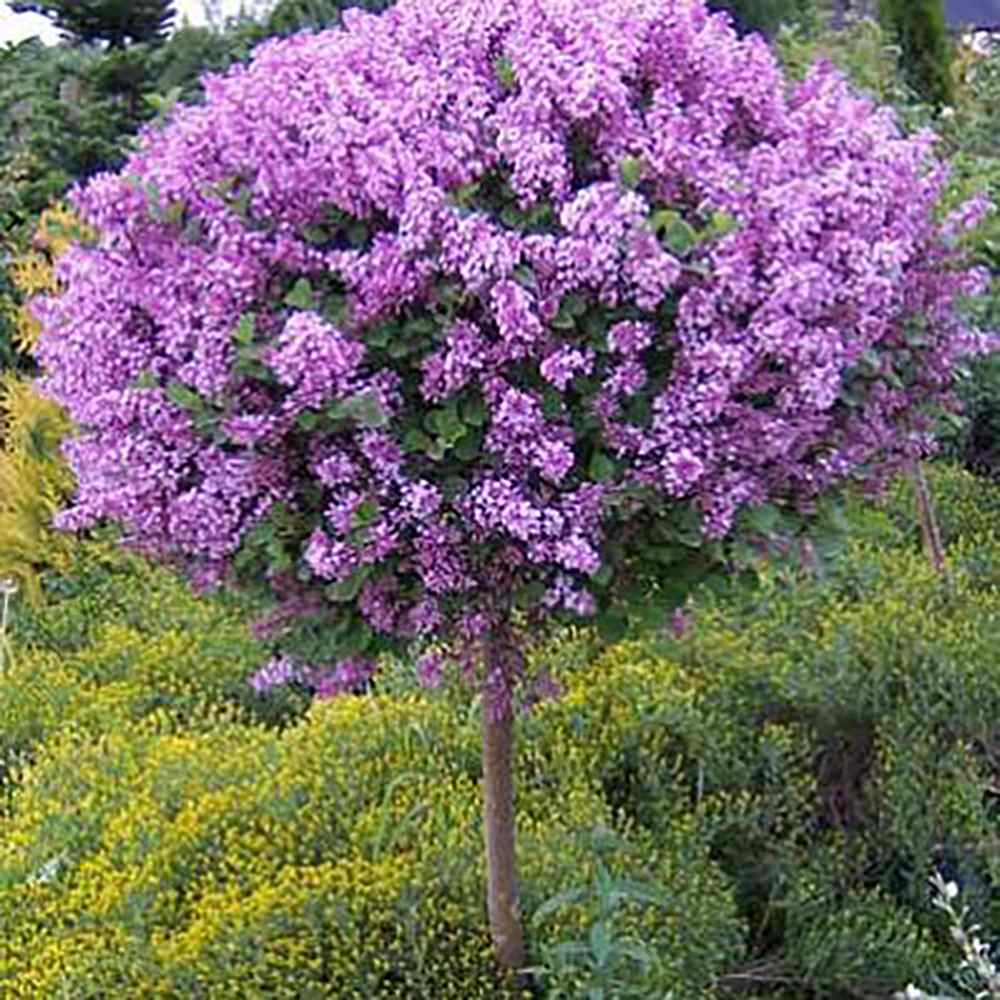 Liliac (Syringa) Copac Bloomerang Dark Purple, cu Flori mov-inchis si inflorire repetata - VERDENA-Tulpina de 60 cm inaltime, livrat in ghiveci de 4 l