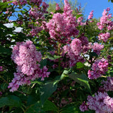 Liliac (Syringa) Copac Josikaea, cu Flori violet-inchis - VERDENA-Tulpina de 60 cm inaltime, livrat in ghiveci de 5 l