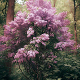 Liliac (Syringa) Copac Josikaea, cu Flori violet-inchis - VERDENA-Tulpina de 60 cm inaltime, livrat in ghiveci de 5 l