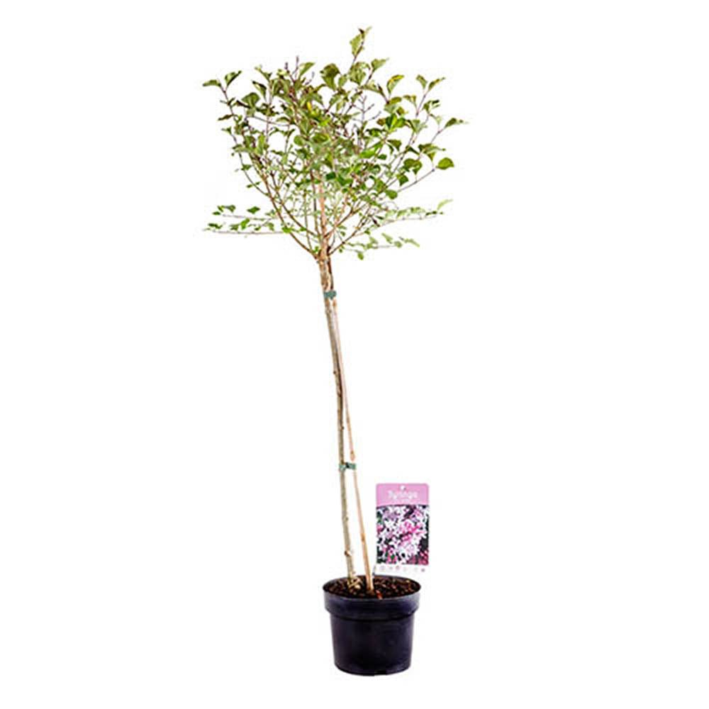 Liliac (Syringa) Copac Palibin, cu Flori mov-deschis - VERDENA-Tulpina de 80 cm inaltime, livrat in ghiveci de 7.5 l