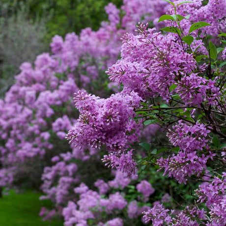 Liliac chinezesc, 80-100 cm inaltime, in ghiveci de 5L