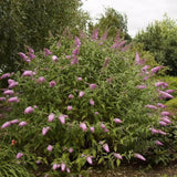 Liliacul de Vara Pink Delight (Buddleja) - VERDENA-60-80 cm inaltime, livrat in ghiveci de 10 l