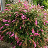 Liliacul de Vara Pink Delight (Buddleja) - VERDENA-60-80 cm inaltime, livrat in ghiveci de 10 l