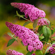 Liliacul de Vara Pink Delight (Buddleja) - VERDENA-60-80 cm inaltime, livrat in ghiveci de 10 l